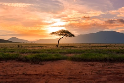 Baobabs de Madagascar